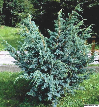 Можжевельник Блю Альпс - Blue Alps