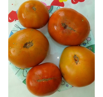 Томат Терракотовый Торбена (Thorburn's Terra Cotta Tomato)