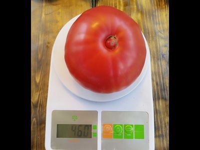 Томат Минусинец