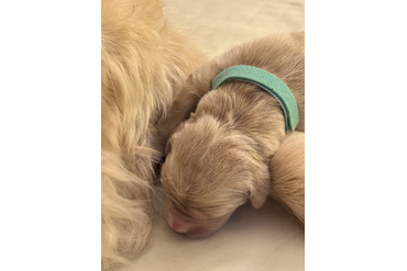 Малыши родились!