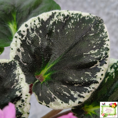 Р-Донна Роза Дальвадорес (В. Зуб) 2021 г.