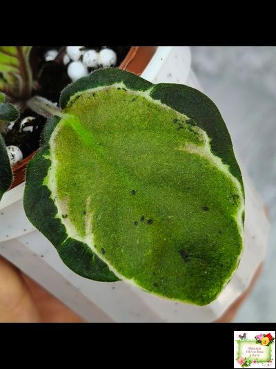 СФ-Томная Жозефина (С. Фатеева) листовая химера