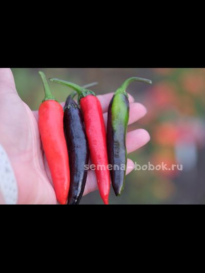 Перец сладкий Мурасаки Тогараши Ямато, 10 шт