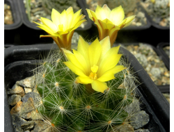 Dolichothele baumii - 10 семян