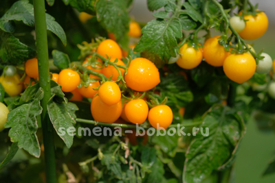 Томат Оранжевая Шапочка, 10 шт