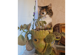 Катункина М А "Памяти Жужи (2)"