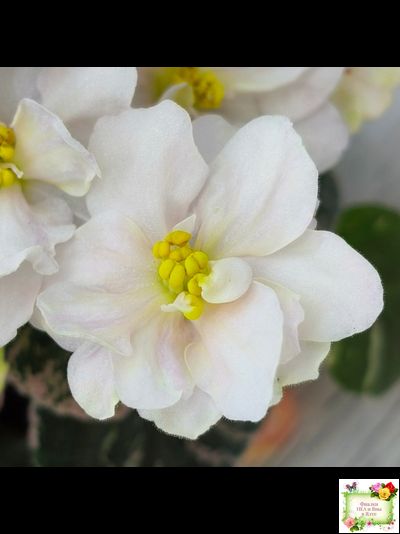 Golden Eye (S. Sorano)