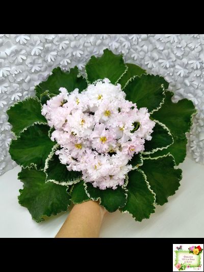 АВ-Богатая Невеста (Фиалковод) 2020 г.