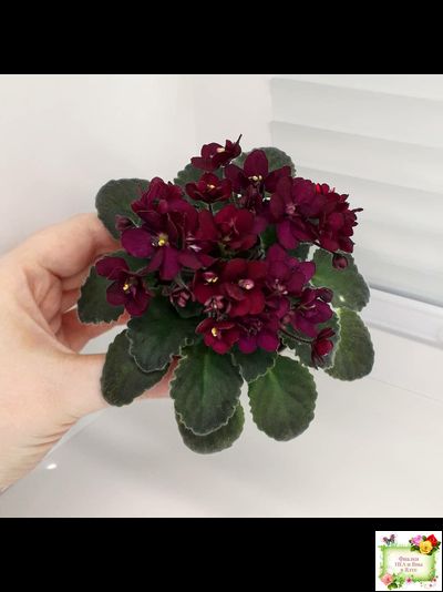 Jolly Fire (H.Pittman) (9715) 01/15/2007