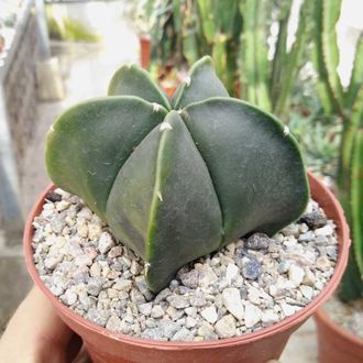 Astrophytum myriostigma nudum - астрофитум многорыльцевый голый, Астрофитум мириостигма нудум