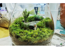 Чаша Пузырь Biolark  FOUR (120мм х 105мм)