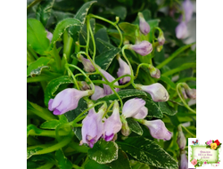 ЛЕ-Шотландский Вереск (Е. Лебецкая) мини трейлер