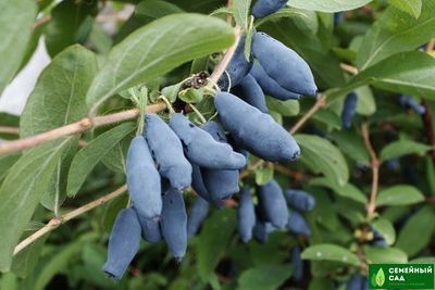 Жимолость "Камчадалка"