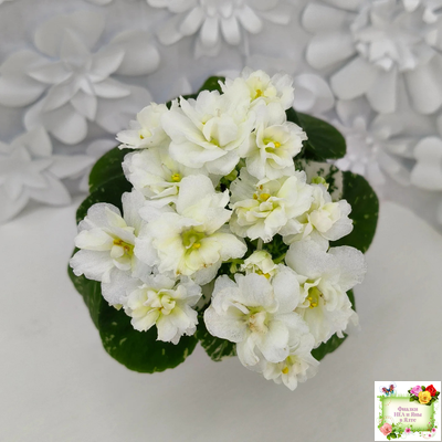 Adirondack Moon (S. Sorano) (детка)