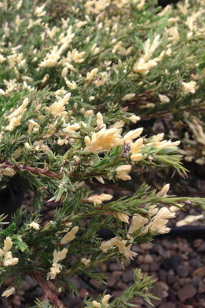 Можжевельник горизонтальный Andora Variegata