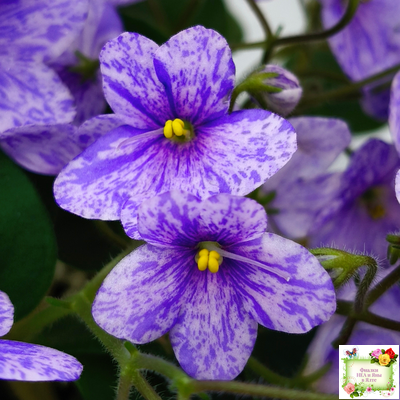 ГЕА-Весёлый Клоун (Е. Галицкая) 2024 г. трейлер