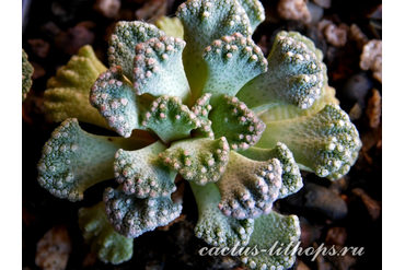 Titanopsis calcarea 35k nw Brandvlei (MG-1870.06)