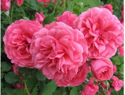 Роза плетистая Rosarium Uetersen (KORtersen), C5