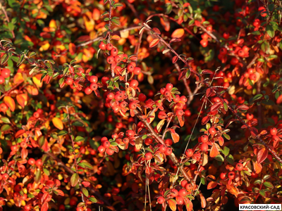 Кизильник Стокгольм - Skogholm