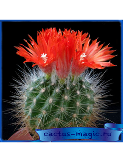 Parodia penicillata v. nivosa P 250