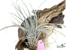 Тилландсия Pringlei