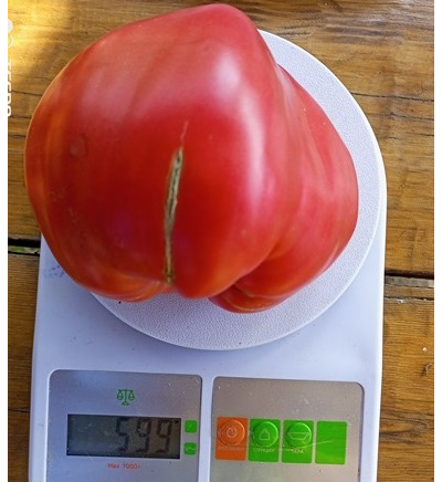 Томат Рабочий выпуск пасты (Work Release Paste)