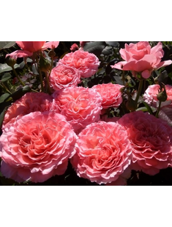 ЛОРАН КАБРОЛЬ (LAURENT CABROL ), роза С3