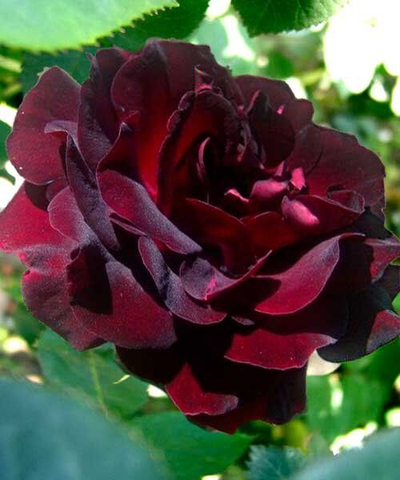 Эпоха Мондадори (Epoca Mondadori)