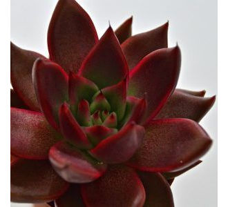 Echeveria Mars Galaxy