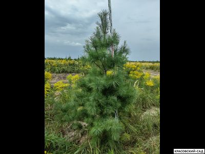 Сосна Гималайская - Pinus Wallichiana