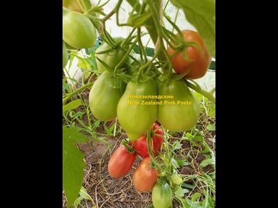 Томат Новозеландский розовый (New Zealand Pink Paste)