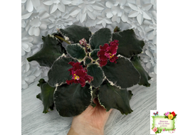 РМ-Black Cherry (Н. Скорнякова) 2022 г.