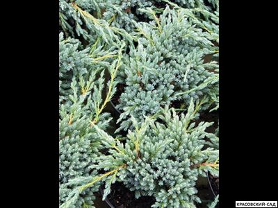 Можжевельник обыкновенный Мейер в сетке и мешковине готова к доставке - Красовский-Сад.рф