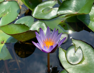 Нимфея Мурасаки Сикибу (Nymphaea Murasaki Shikibu)