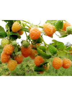 Малина ремонтантная Золотые купола