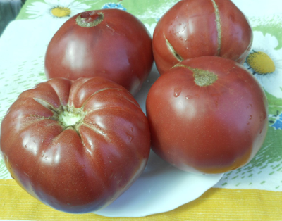 Болгарский дракон (Българска хала)