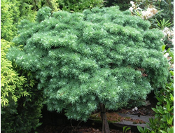 Лиственница японская Blue Dwarf, штамб 90 см, C7