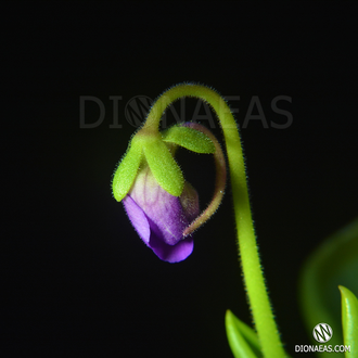 Pinguicula Colimensis x zecheri