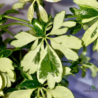 Schefflera Janine / Шеффлера Жанин