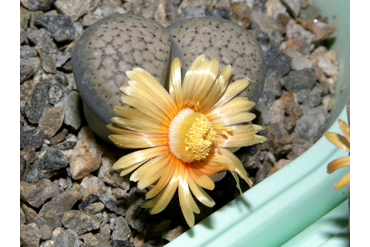 Lithops verruculosa v. glabra C160
