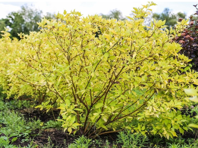 Дерен "Ауреа"