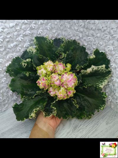 МТ-Античная Брошь (М. Тотиева) 2025 г. (лист посажен 24.01.26)