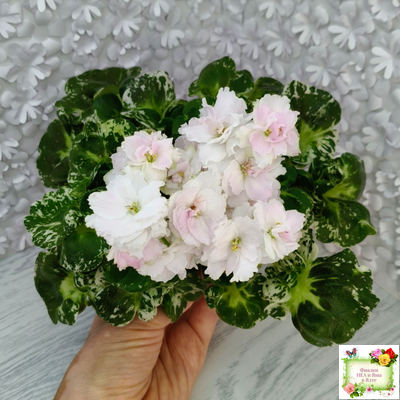 МТ-Кокилье (М. Тотиева) 2023 г.