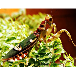 Индийский цветочный богомол (Creobroter elongata)