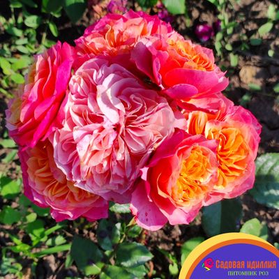 Кенсингтон Гарденc (Kensington Gardens)