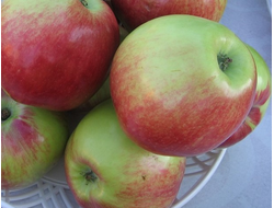 Свежесть (яблоня)