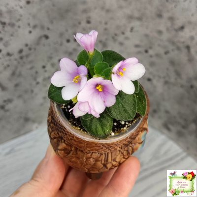 ЛЕ-Колибри (Е. Лебецкая) (3 листа посажены в 1 стак. 20.10.25)