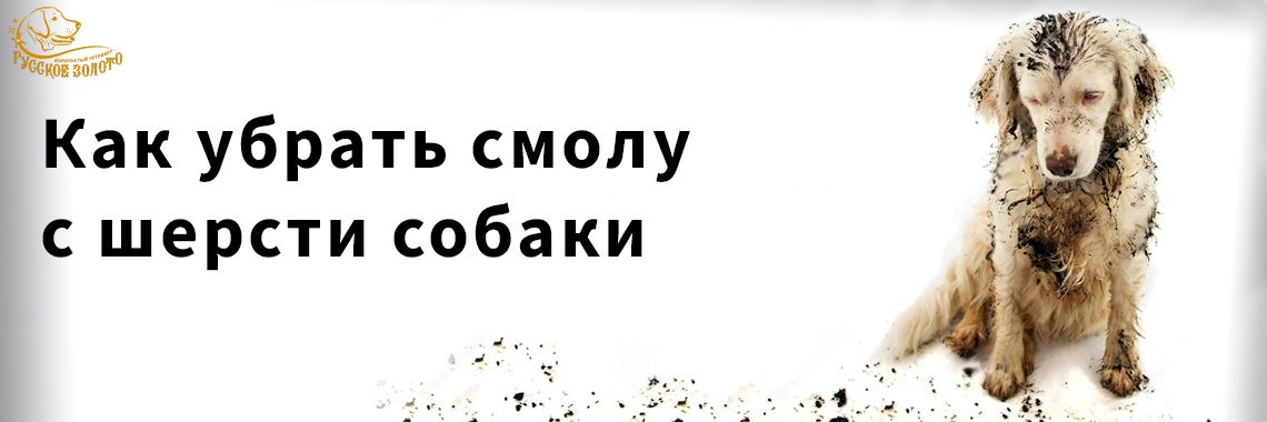 Статья - Как убрать смолу с шерсти собаки