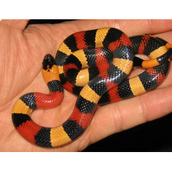 Молочная змея Кэмпбелла (Lampropeltis triangulum campbelli)
