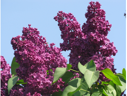 Красная Москва